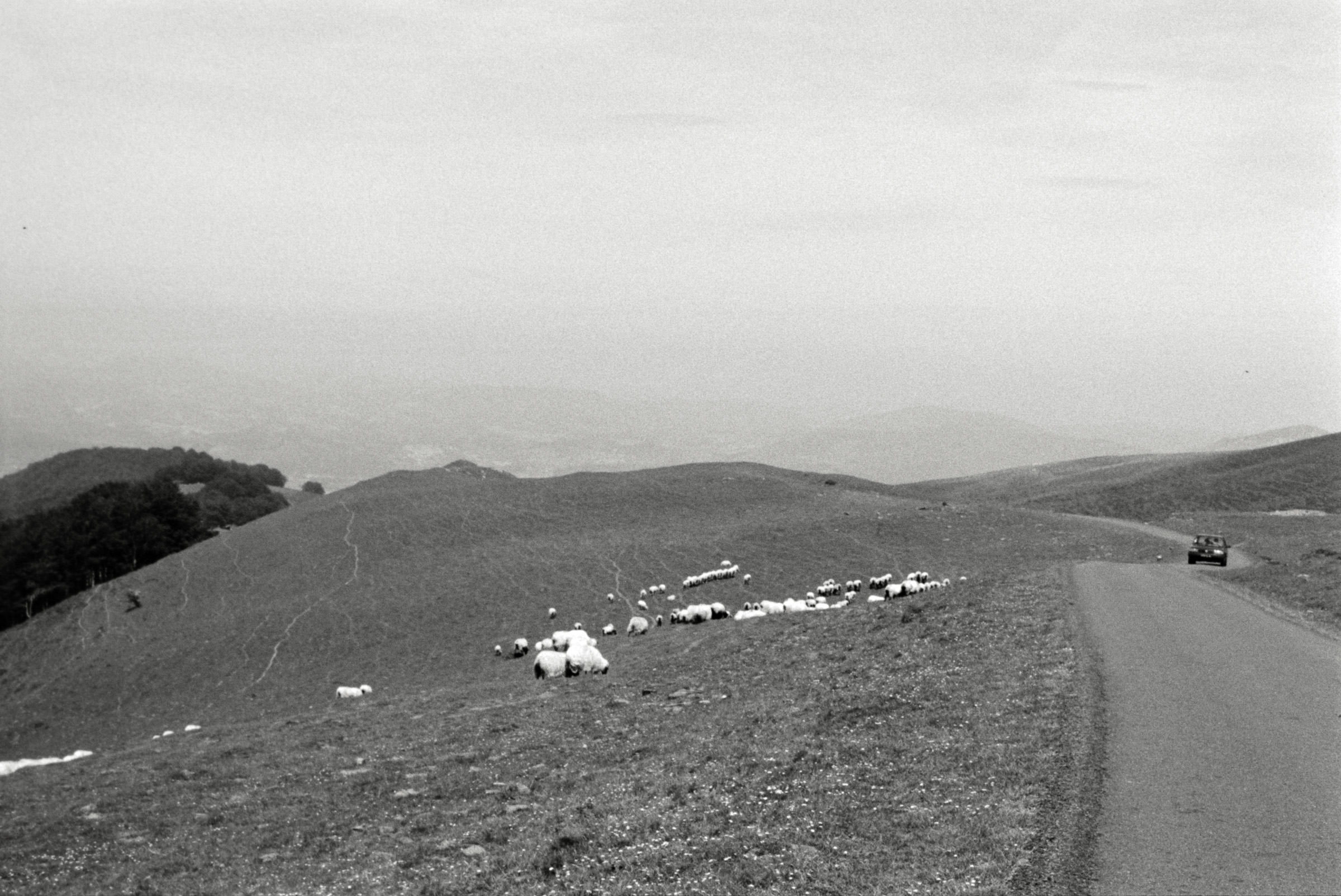 AHP F1995 05 005 sc240818 img20 NLP